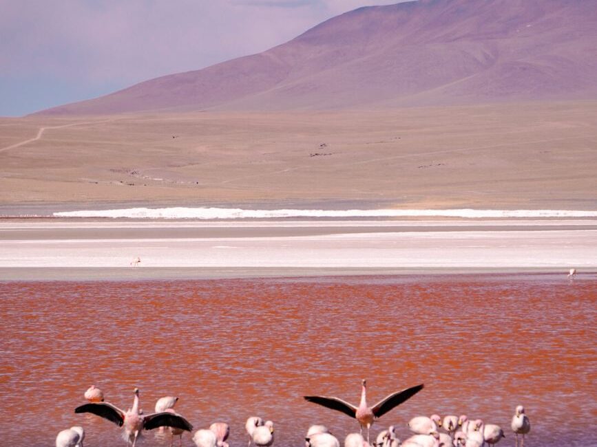 Bolivia laguna colorada